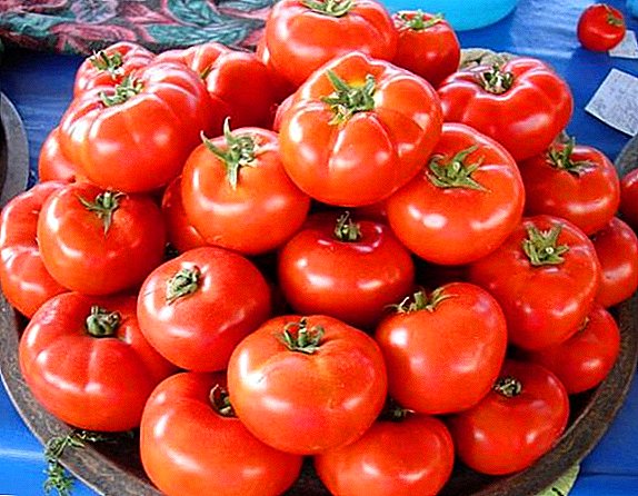 Características y características del cultivo de tomates "Gina" en el sitio.