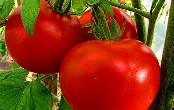 Kenmerken en kenmerken van groeiende tomaten "Red Guard"