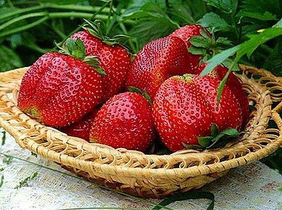 Eigenschaften und Anbau von Erdbeeren "Zephyr"