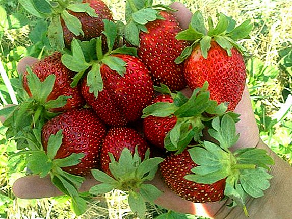 Charakteristisches Erdbeer-Marshal: Pflanzung und Pflege