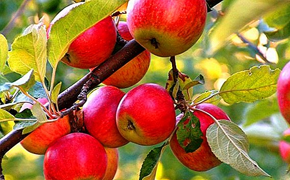 Characteristics of apple varieties of candy and cultivation agrotechnology