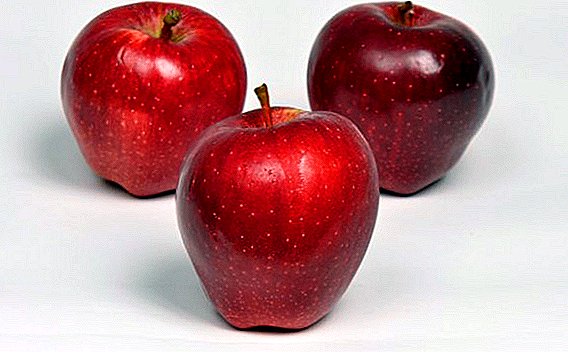 Karakteristik dan deskripsi varietas apel "Kepala Merah"