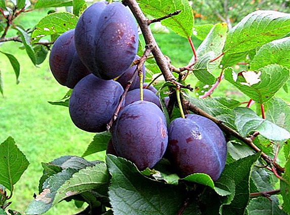 Characteristics and features of the Ussuri plum