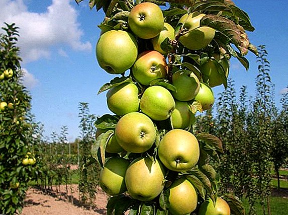 Karakteristik dan kekhasan budidaya varietas apel kultivar "Apple"
