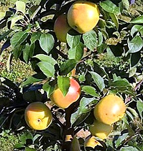 شجرة التفاح على شكل تاج الرئيس الوصف الغرس الرعاية شجرة