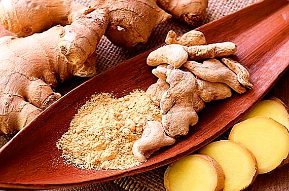 The chemical composition of ginger: useful properties and contraindications