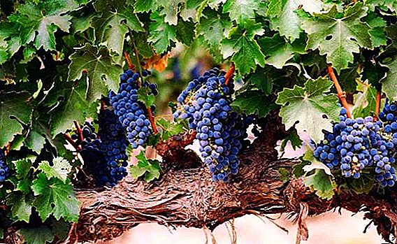 Clorosis en uvas: qué hacer, cómo tratar.