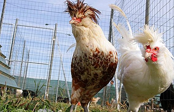 Crested breeds of chickens with photos and descriptions
