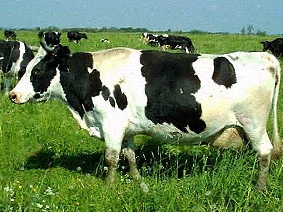 Razza Kholmogory di mucche