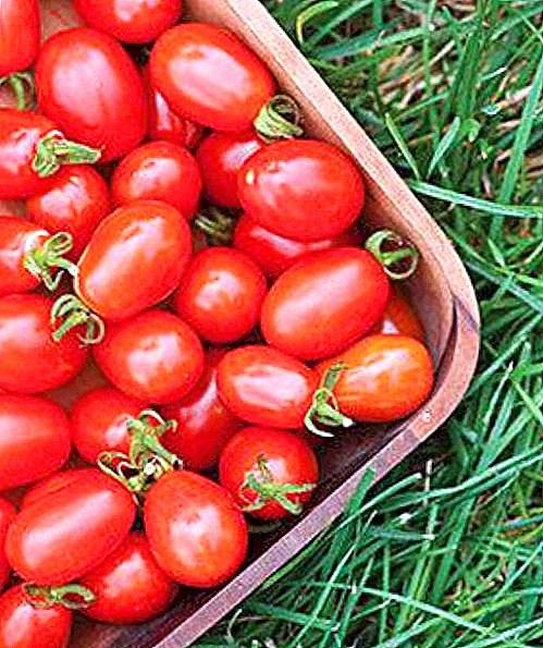 Geras derlius ir patikimas pervežimas: Pink Stella veislės pomidorai