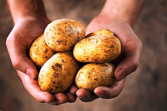 Good harvest potato seed: is it real?