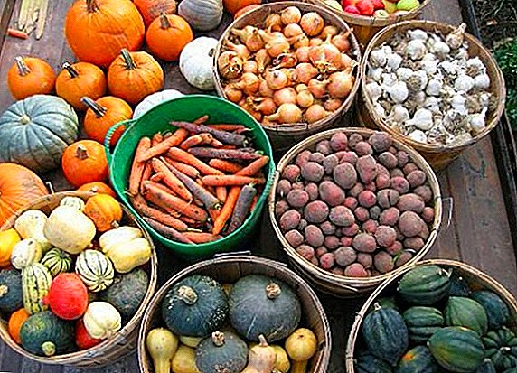 Penyimpanan sayur: cara terbaik untuk mengawetkan kentang, bawang, wortel, bit, kol untuk musim dingin