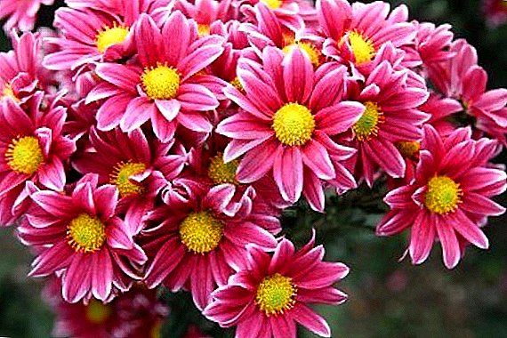 Chrysantheme - Samurai-Blume
