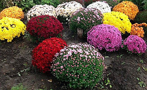Chrysanthemum multiflora: depozitare de iarnă