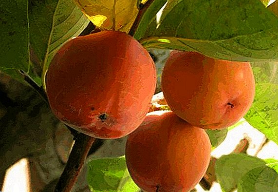 Persimmon in the Crimea: planting and care
