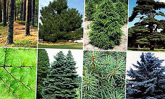 Coniferous plants: types and names
