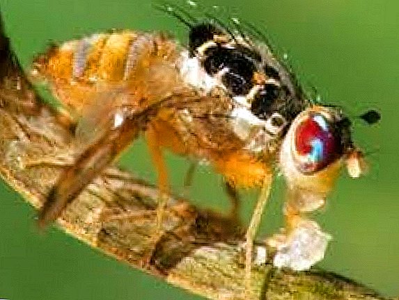 "Hallo opnieuw!": De mediterrane fruitvlieg werd gevonden in een nieuwe partij mandarijnen die naar Oekraïne werden gestuurd