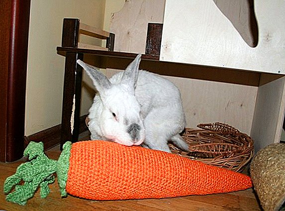 Dekoratif ve cüce tavşanları için oyuncaklar