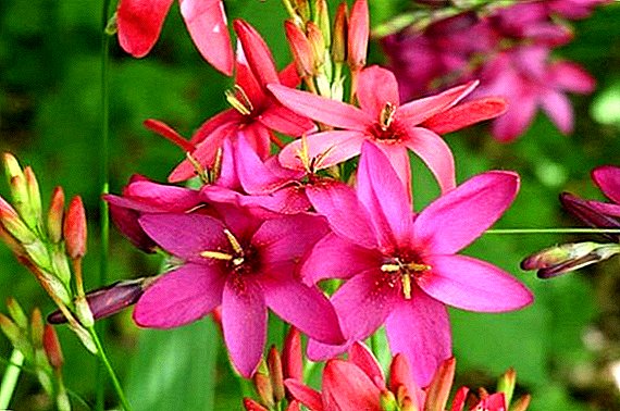 Ixia: egy egzotikus virág ültetése és gondozása