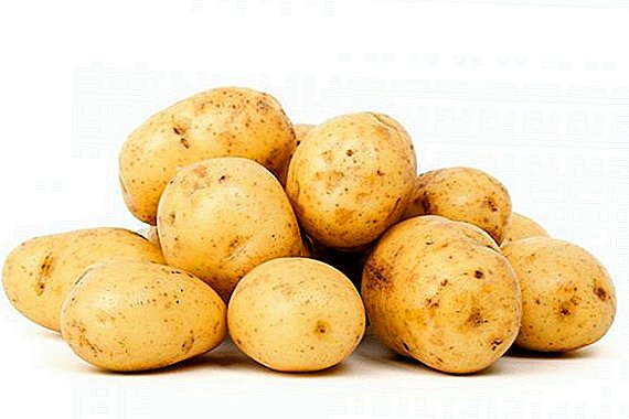 Ukrainische Kartoffel "in vitro" aus Cherson