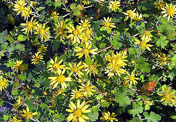 Indian Chrysanthemum: planting and care