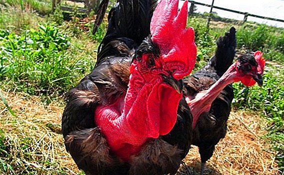 Indokury: caractéristiques et bases de l'élevage de poulets au cou nu