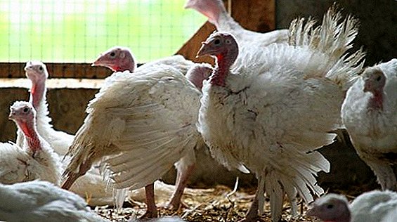Turkeys Grade Maker: breeding at home