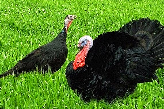 Turkey breed Black Tikhoretskaya