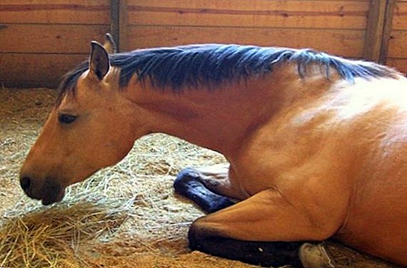 Infectious anemia in horses