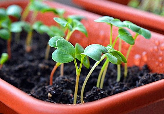 Information system of plant varieties appeared in Ukraine