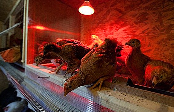 Lámpara infrarroja para calentar pollos.