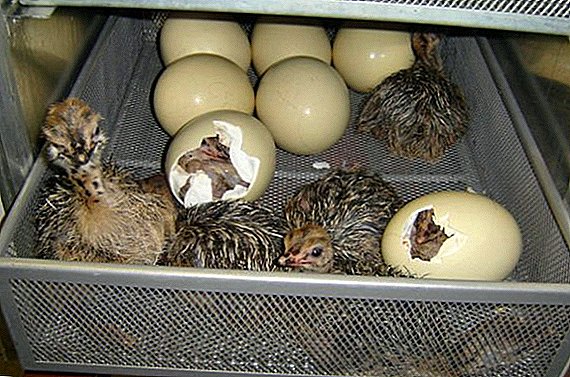 حضانة بيض النعام في المنزل