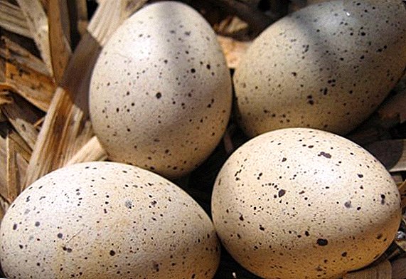 حضانة بيض البط: ملامح العملية ، الأخطاء النموذجية للمبتدئين