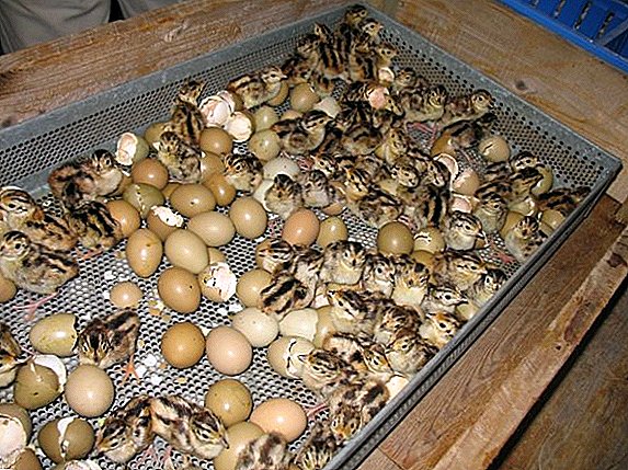 Incubation of pheasant eggs: peculiarities of the process, typical mistakes of beginners