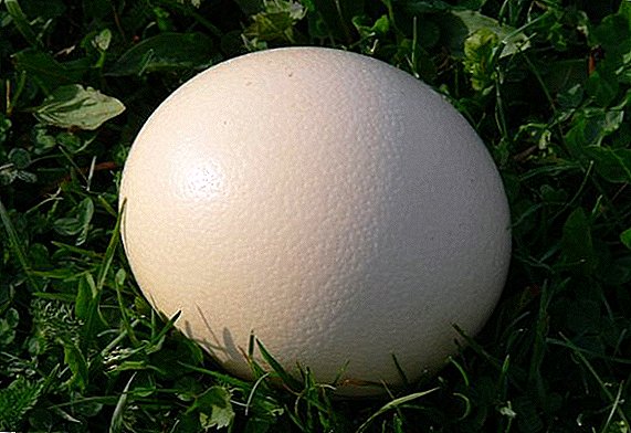 Incubadora para huevos de avestruz con sus propias manos.