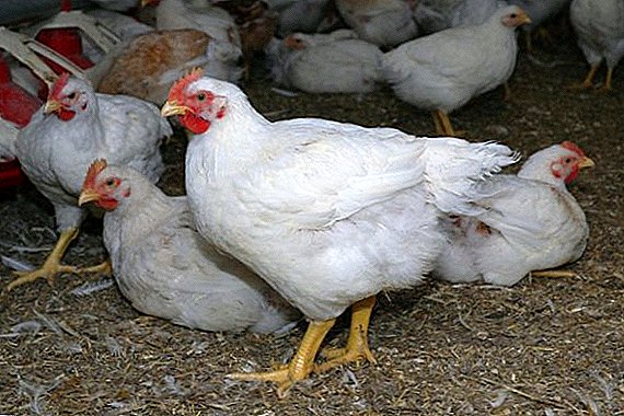 Instrucciones sobre cómo alimentar adecuadamente a los pollos de engorde.