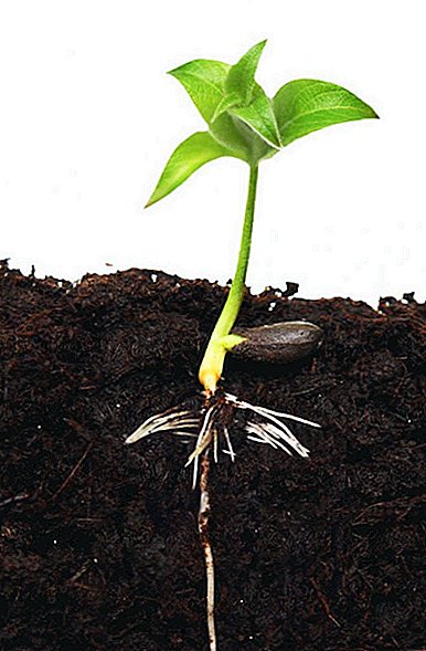 Instrucciones sobre cómo cultivar un manzano a partir de semillas.