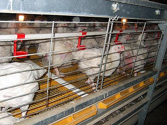 Instructions for making cages for broilers do-it-yourself