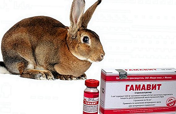 Instrucciones de uso de Gamavita para conejos.