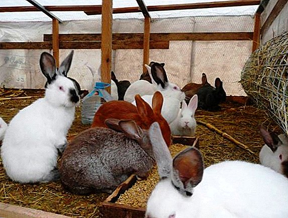 Petunjuk penggunaan coccidiostats untuk kelinci