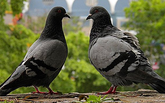 Instrucciones de uso "Virosalm" para palomas.