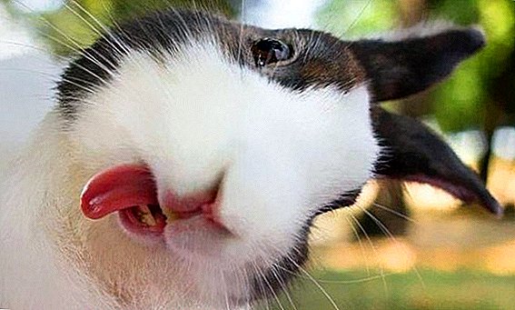 Interessante feiten over konijnen