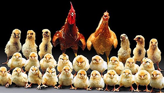 Interessante Fakten über Hühner