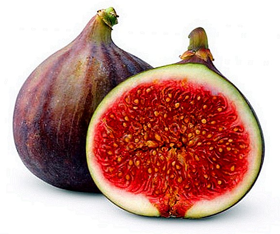 Fig tree (fig) tree or fig tree: how to grow at home?