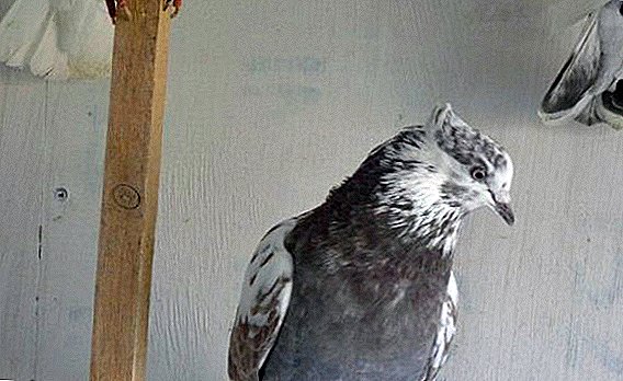 Iranian high-flying pigeons: how to care and how to feed at home