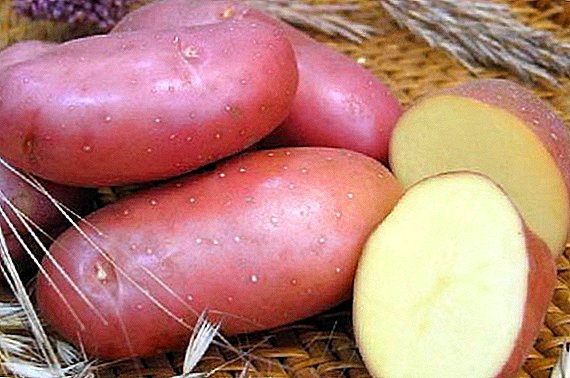 Irbit-aardappel in je huisje
