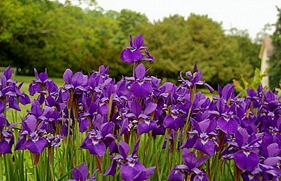 Iris de Sibérie: description de variétés nouvelles et populaires