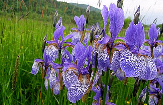 Iris siberiano: los secretos del cultivo exitoso