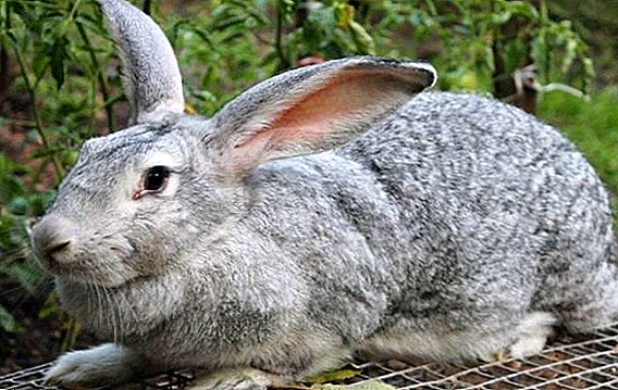 Künstliche Besamung von Kaninchen