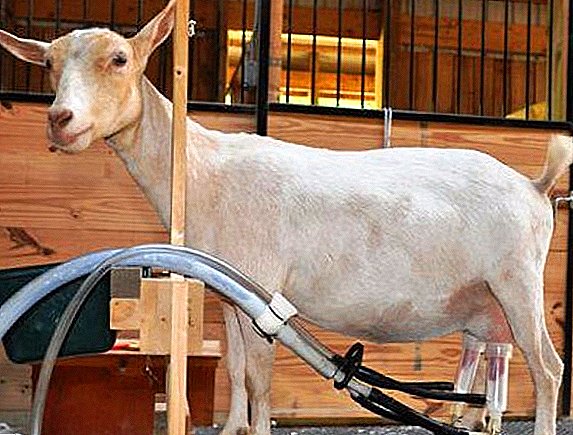 Use and selection of milking machines for goats